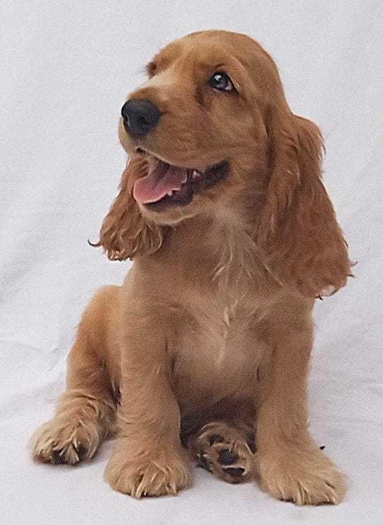 English Cocker Spaniel For Sale In Mumbai