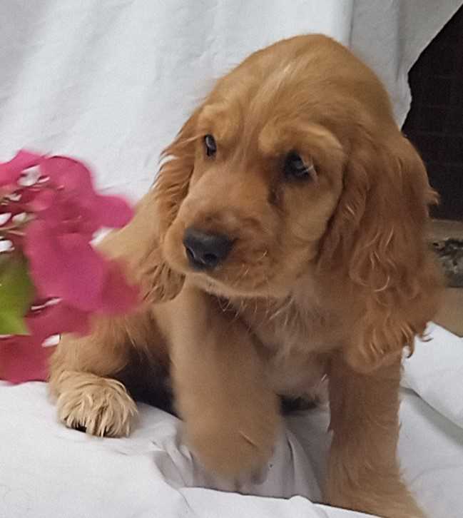 English Cocker Spaniel For Sale In Bangalore