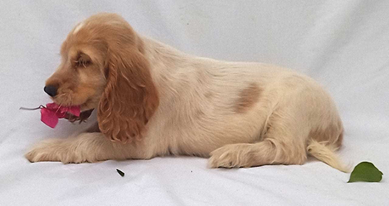 English Cocker Spaniel For Sale In Bangalore
