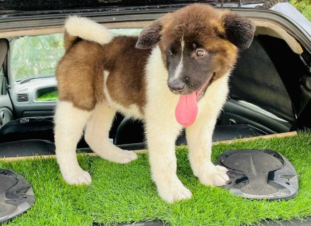 Akita For Sale In Delhi