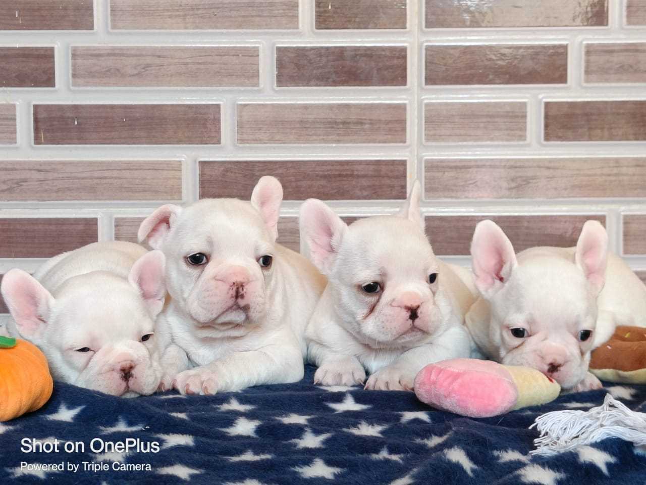 French Bulldog For Sale In Bhubaneswar