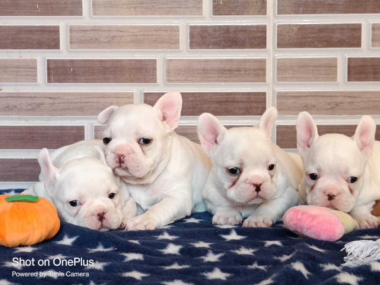 French Bulldog For Sale In Bhubaneswar