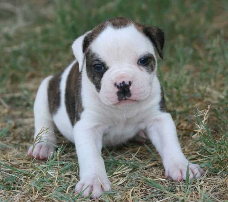 American Bulldog For Sale In Bangalore