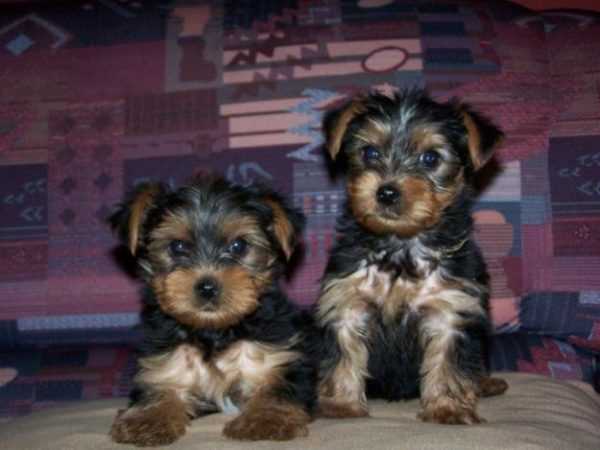 Yorkshire Terrier For Sale In Kochi