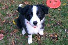 Border Collie For Sale In Bangalore