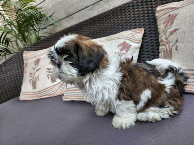 Shih Tzu For Sale In Surat