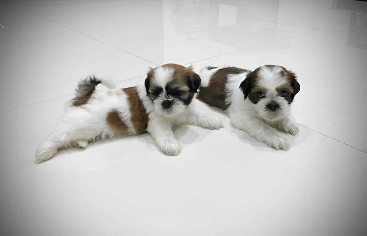 Shih Tzu For Sale In Surat