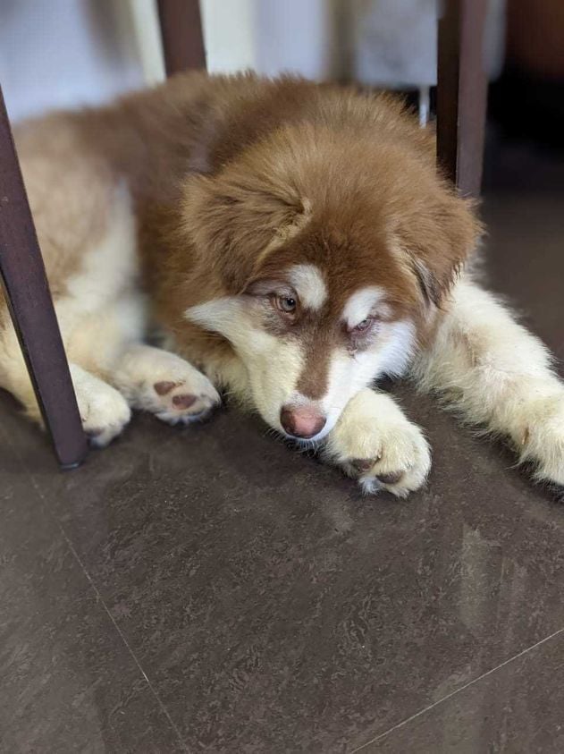 Alaskan Malamute For Sale In Hyderabad