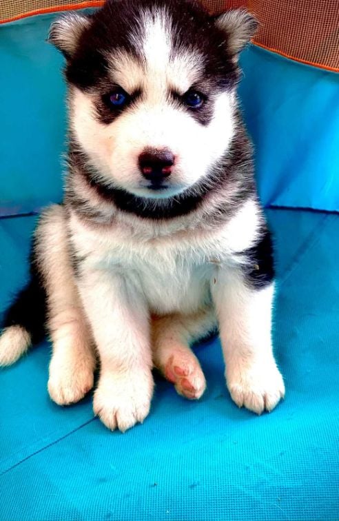 Siberian Husky For Sale In Kanpur