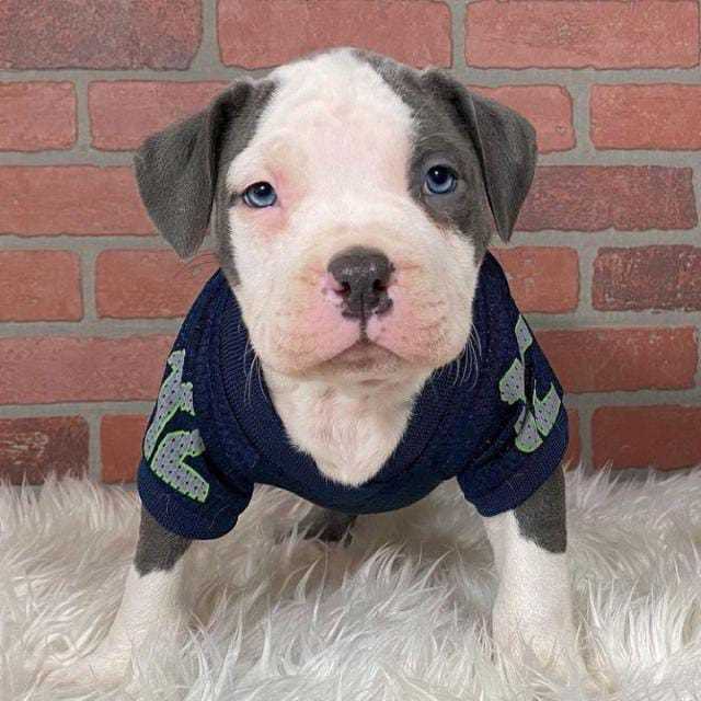 Pitbull For Sale In Patna