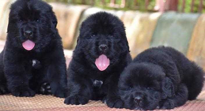 Newfoundland For Sale In Bangalore