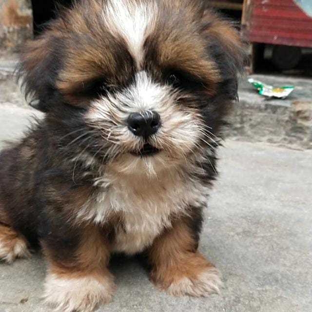 Lhasa Apso For Sale In Palghar