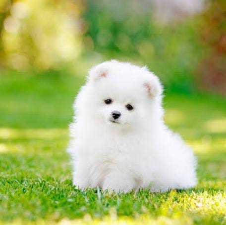 Toy Pom For Sale In Bangalore