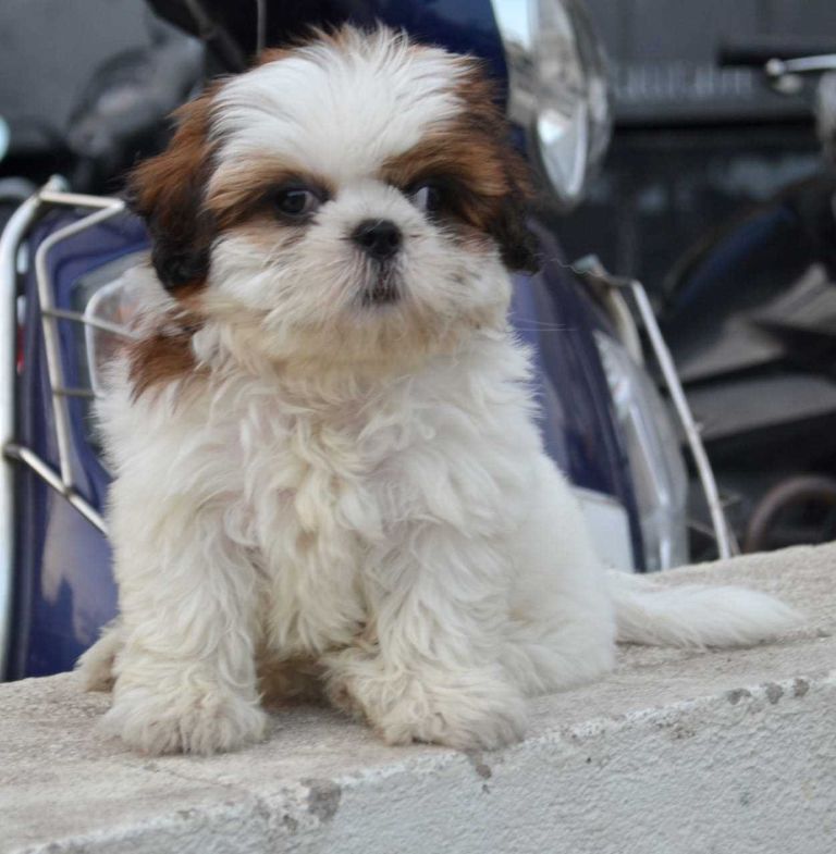 Shih Tzu For Sale In Vizag