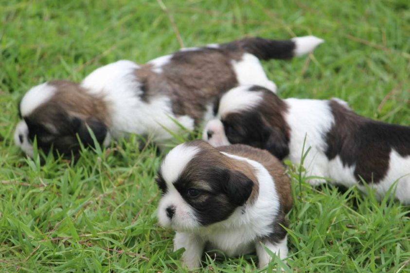 Shih Tzu For Sale In Vizag