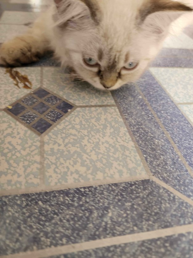 Ragdoll For Adoption In Chhindwara