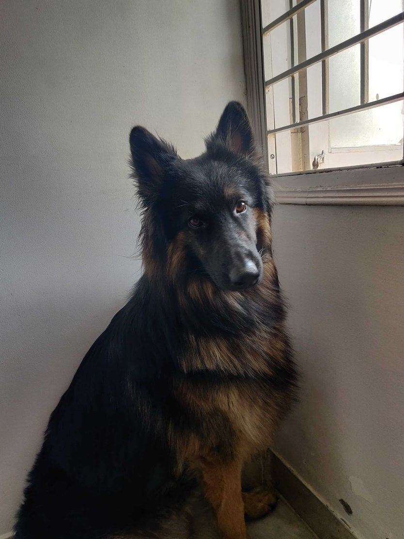 German Shepherd Dogs For Mating In Hyderabad