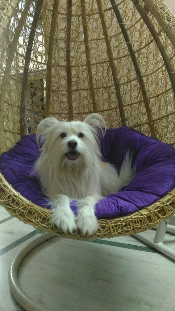 Pomeranian Dogs For Mating In Sambalpur