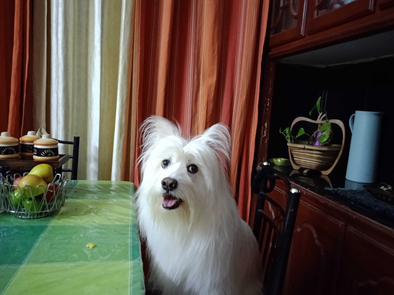 Pomeranian Dogs For Mating In Sambalpur