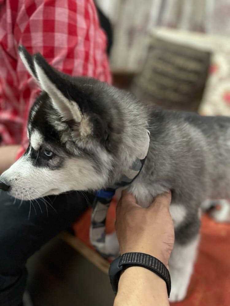 Siberian Husky For Sale In Surat