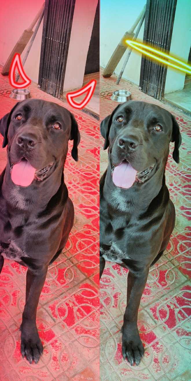 Cane Corso Dogs For Mating In Mumbai