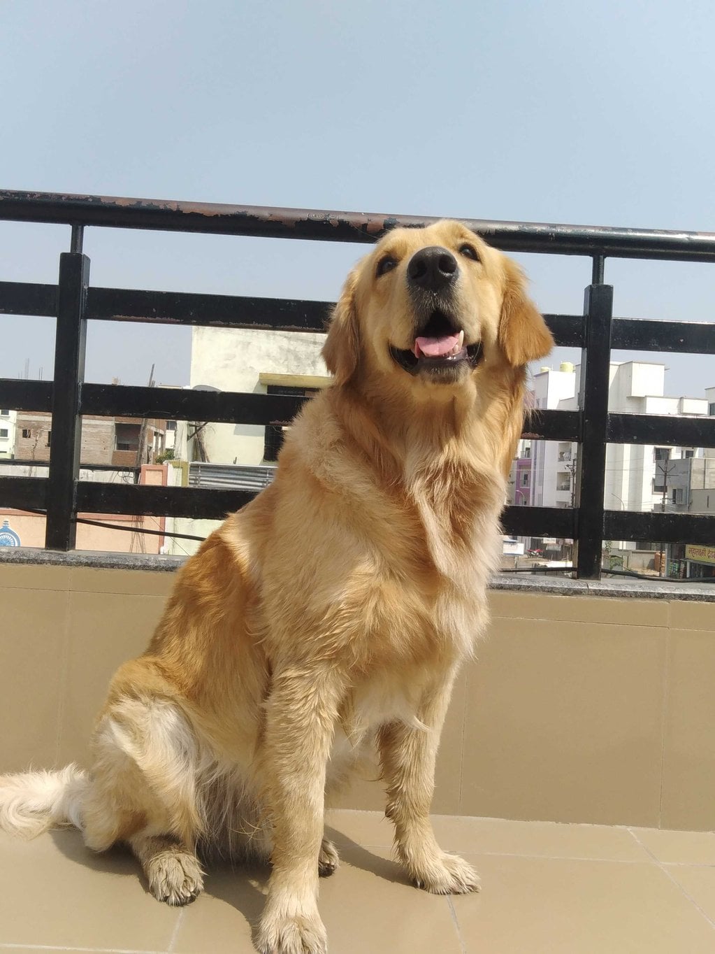 Golden Retriever Dogs For Mating In Pune