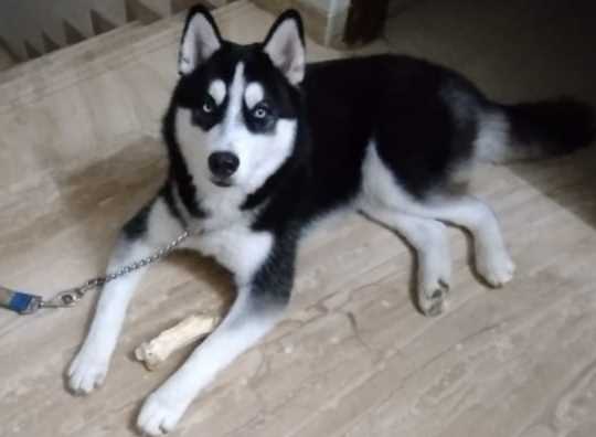Siberian Husky Dogs For Mating In Lucknow