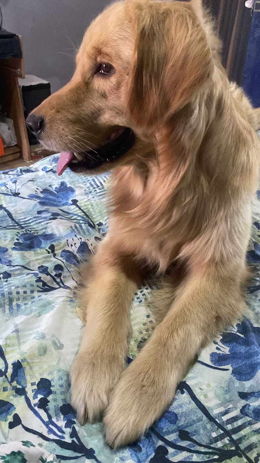 Golden Retriever Dogs For Mating In Munger