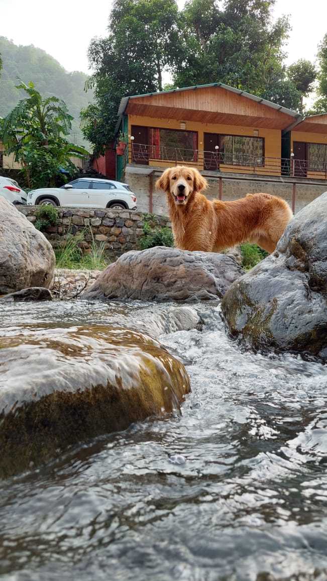 Golden Retriever Dogs For Mating In Munger