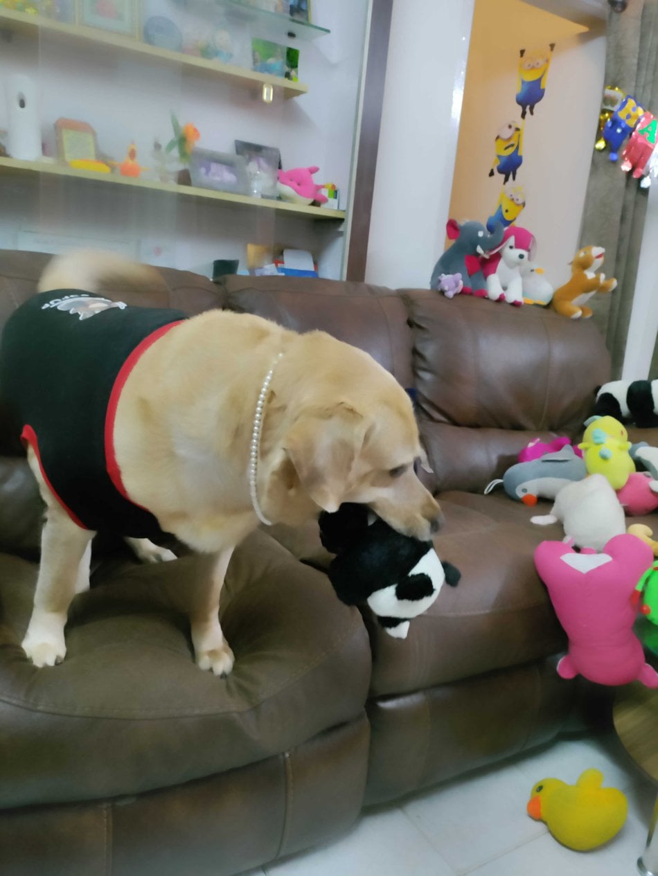 Labrador Retriever Dogs For Mating In Chennai