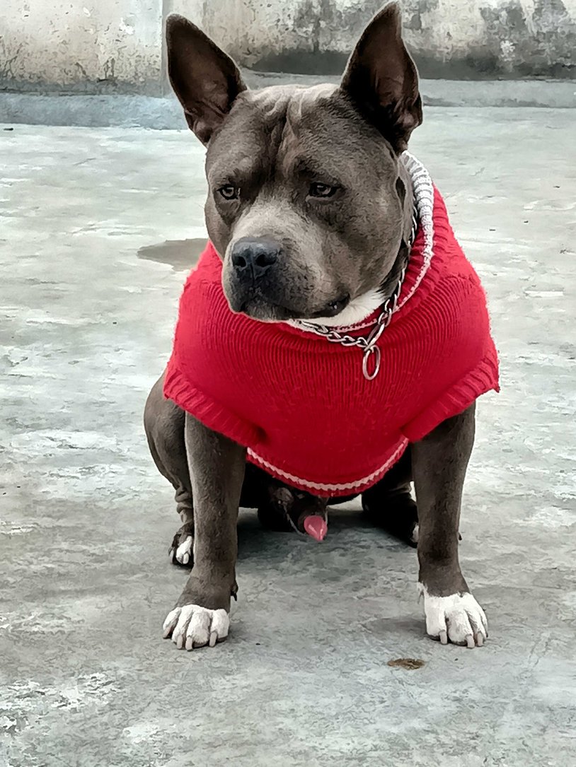 Pitbull Dogs For Mating In Gurgaon