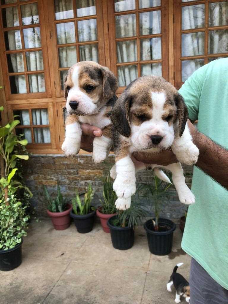 Beagle For Sale In Kozhikode