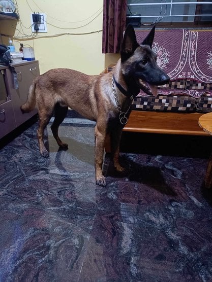 Belgian Malinois Dogs For Mating In Bangalore