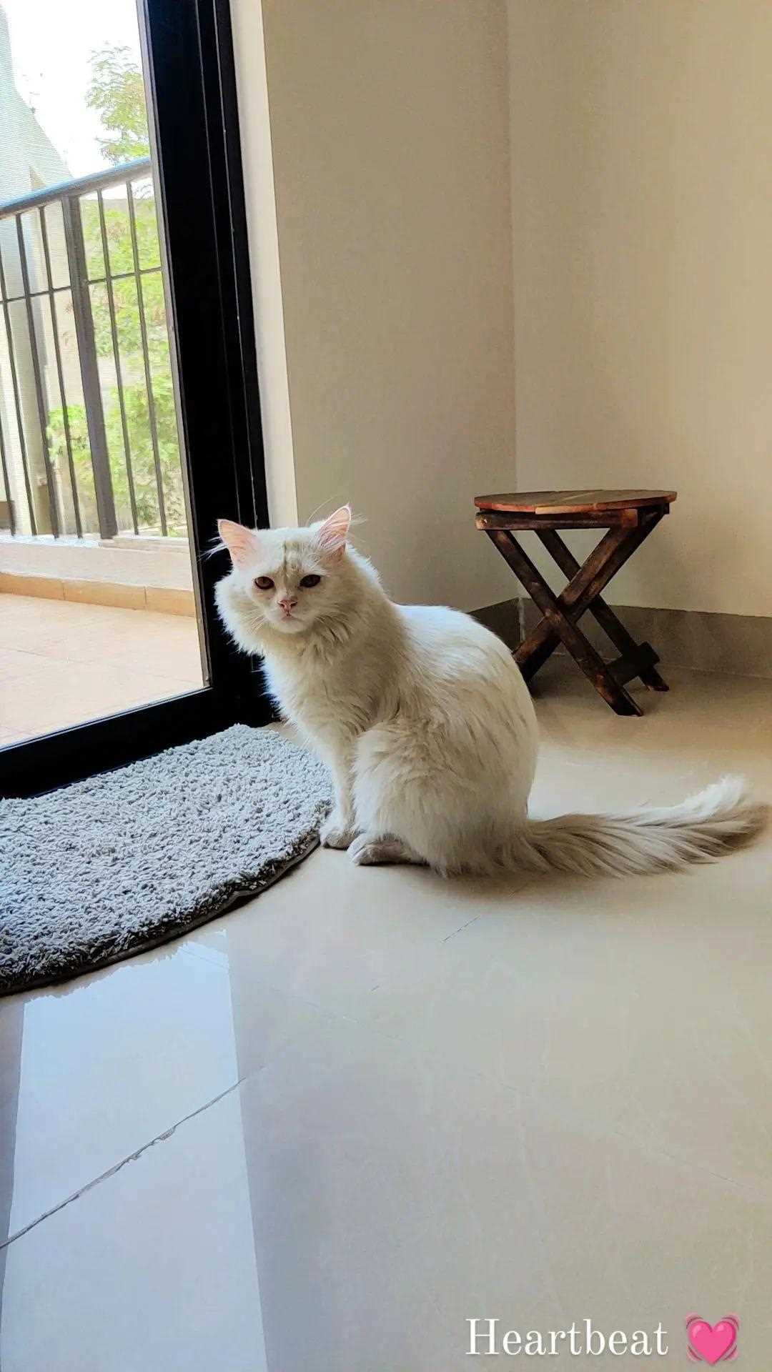 Persian Dogs For Mating In Pune
