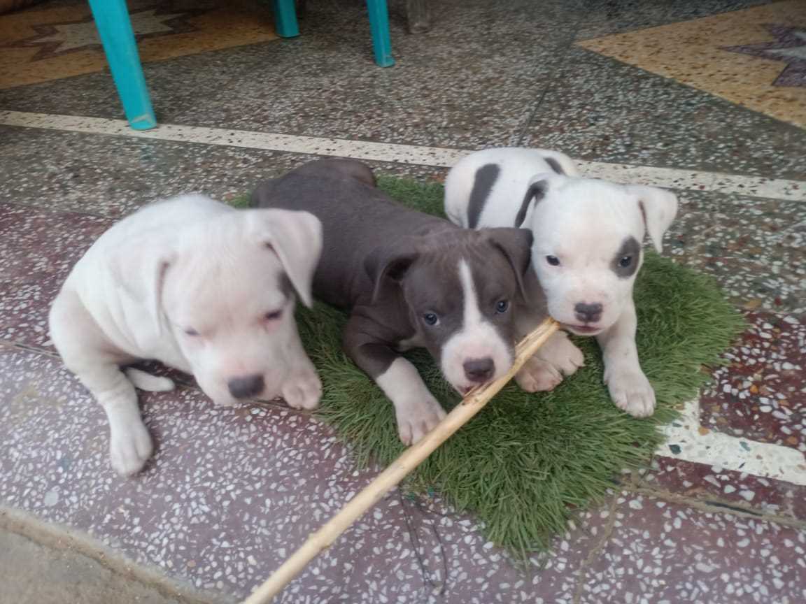 American Bully For Sale In Agra