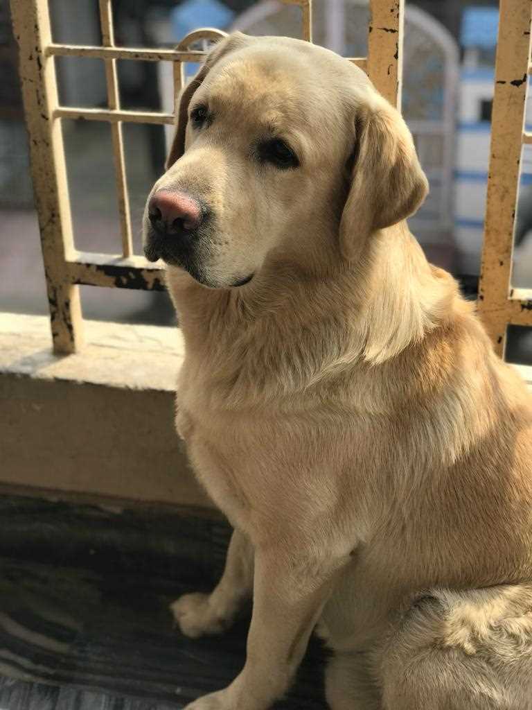Labrador Retriever Dogs For Mating In Bhilai Nagar