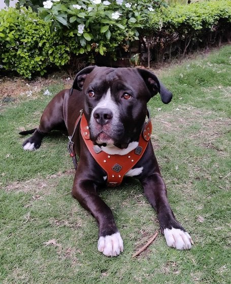 American Pit Bull Terrier Dogs For Mating In Chandigarh