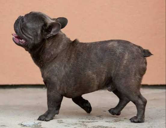 French Bulldog For Sale In Bangalore