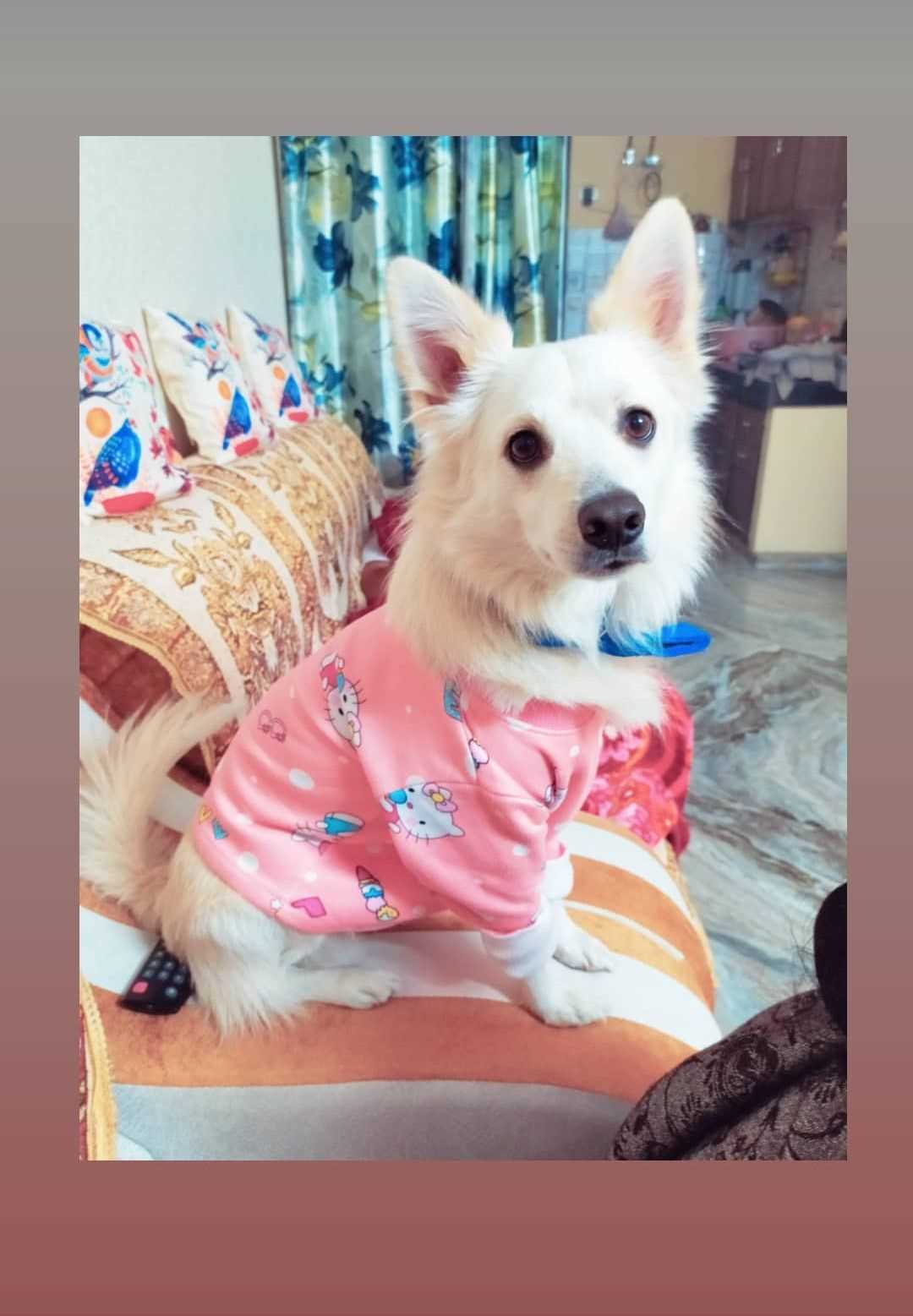 Pomeranian Dogs For Mating In Sambalpur