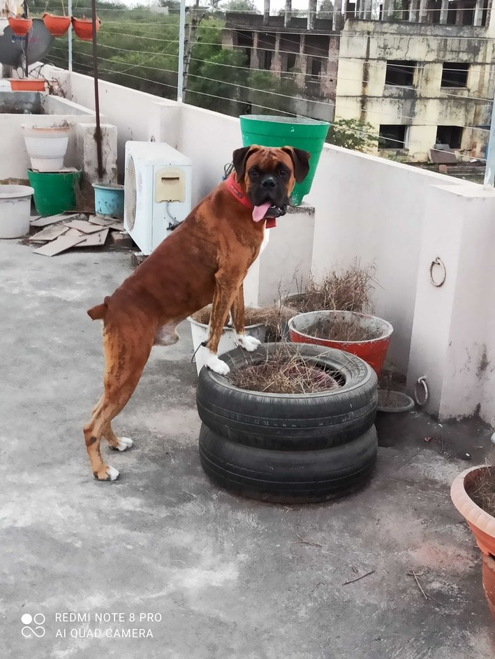 Boxer Dogs For Mating In Rajahmundry