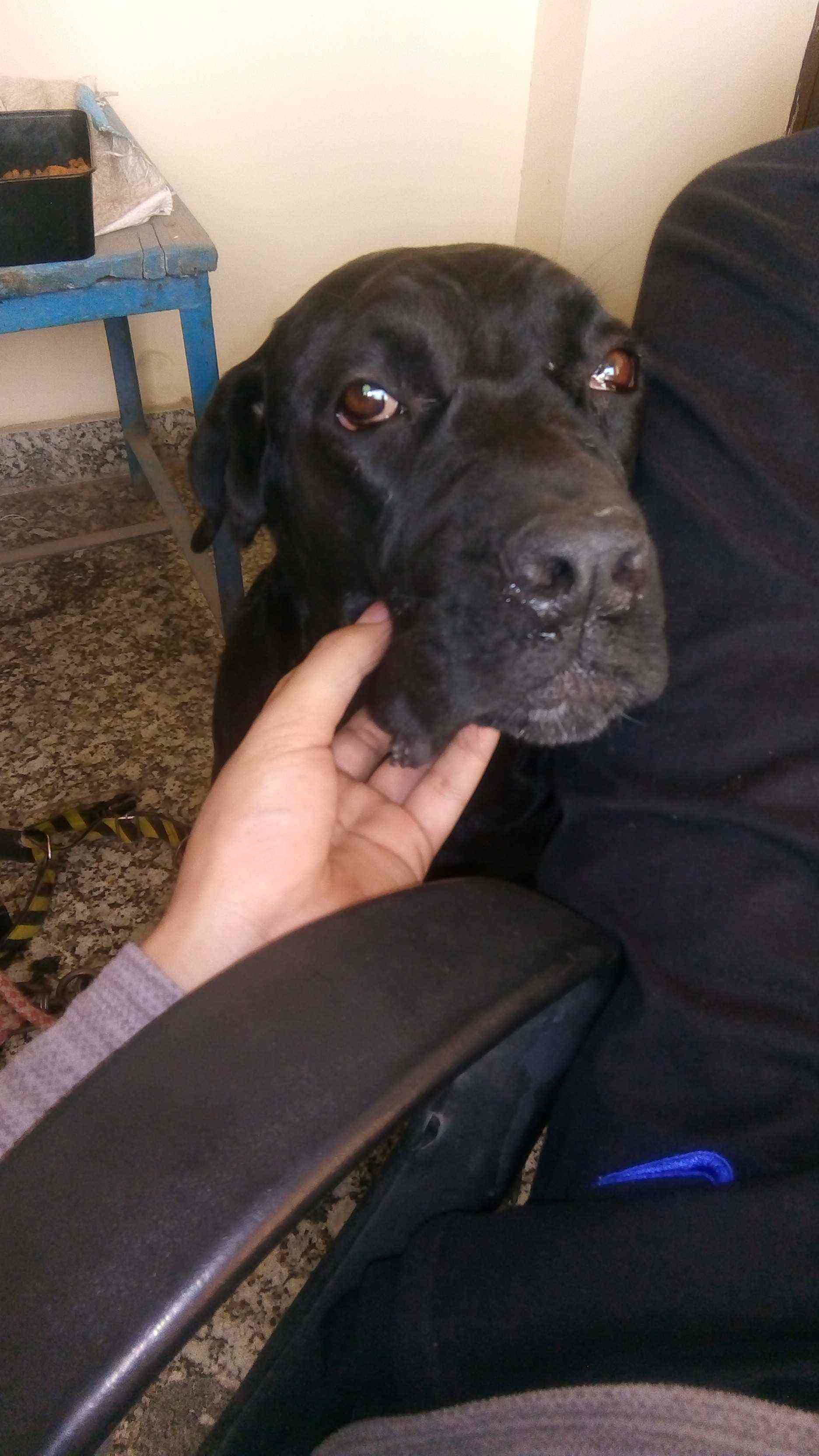 Cane Corso Dogs For Mating In Delhi