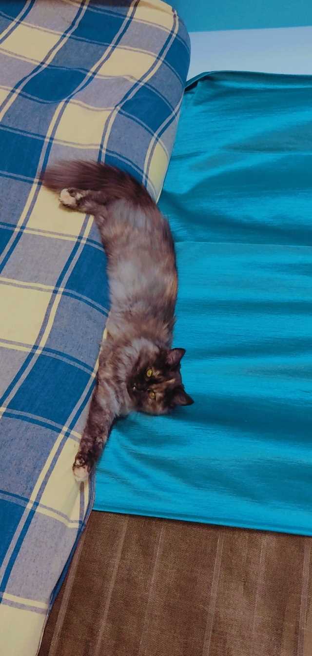 Persian Dogs For Mating In Bangalore