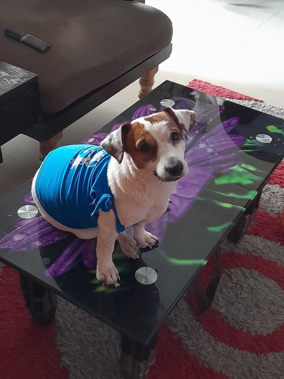 Jack Russell Terrier Dogs For Mating In Chennai