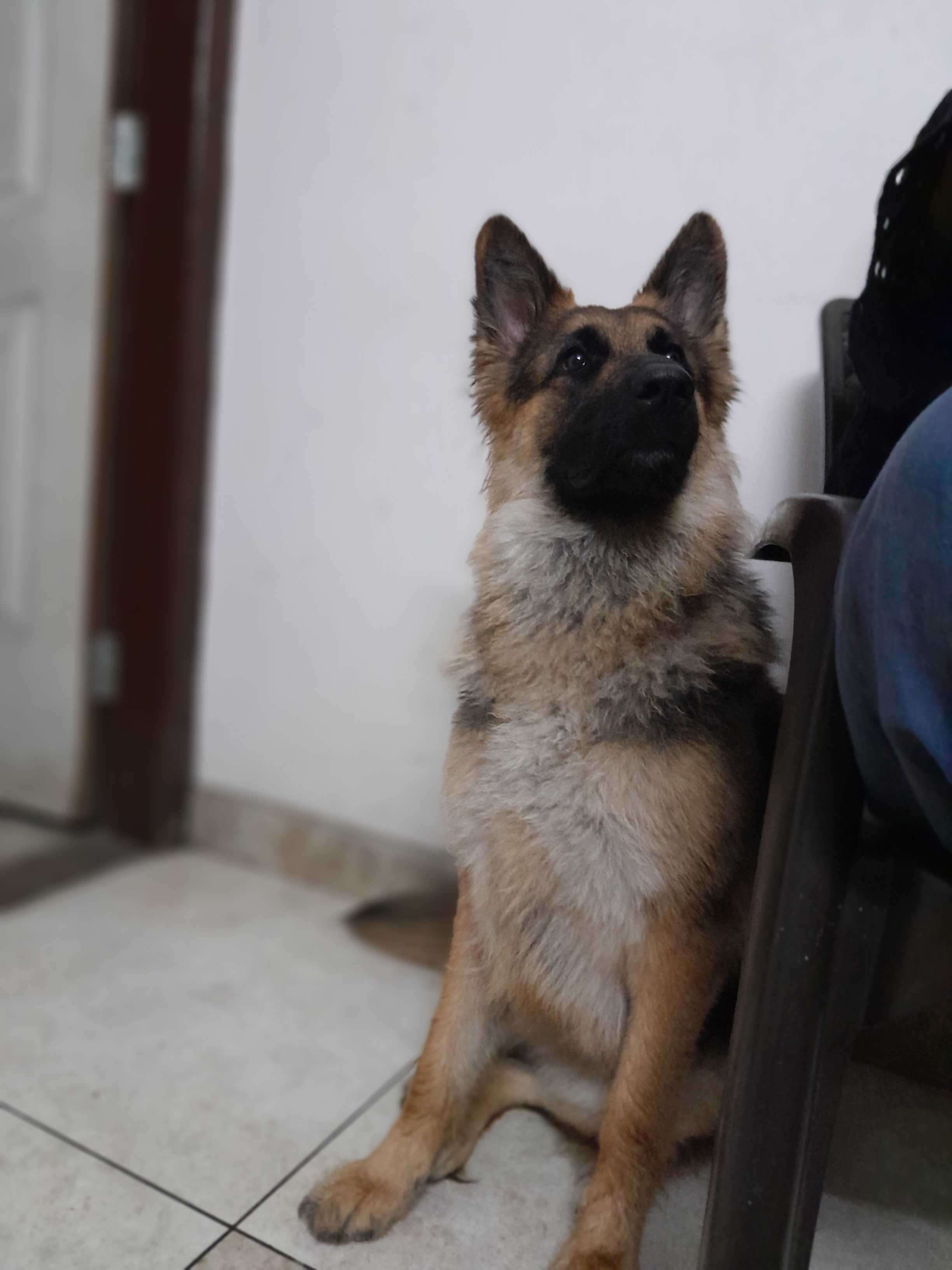 German Shepherd Dogs For Mating In Kanyakumari