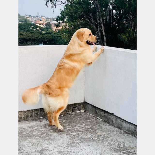 Golden Retriever Dogs For Mating In Bangalore