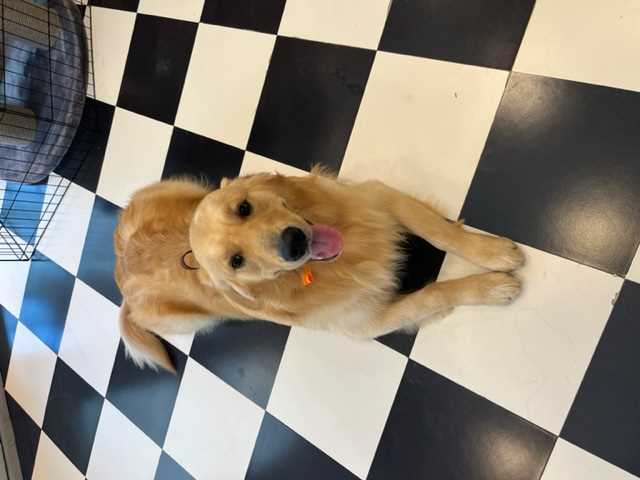 Golden Retriever Dogs For Mating In Bangalore