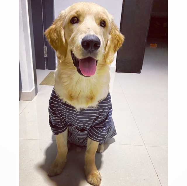Golden Retriever Dogs For Mating In Bangalore