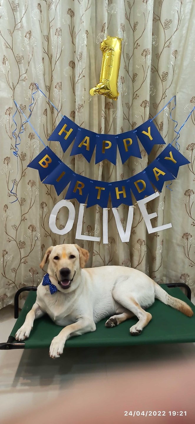 Labrador Retriever Dogs For Mating In Delhi