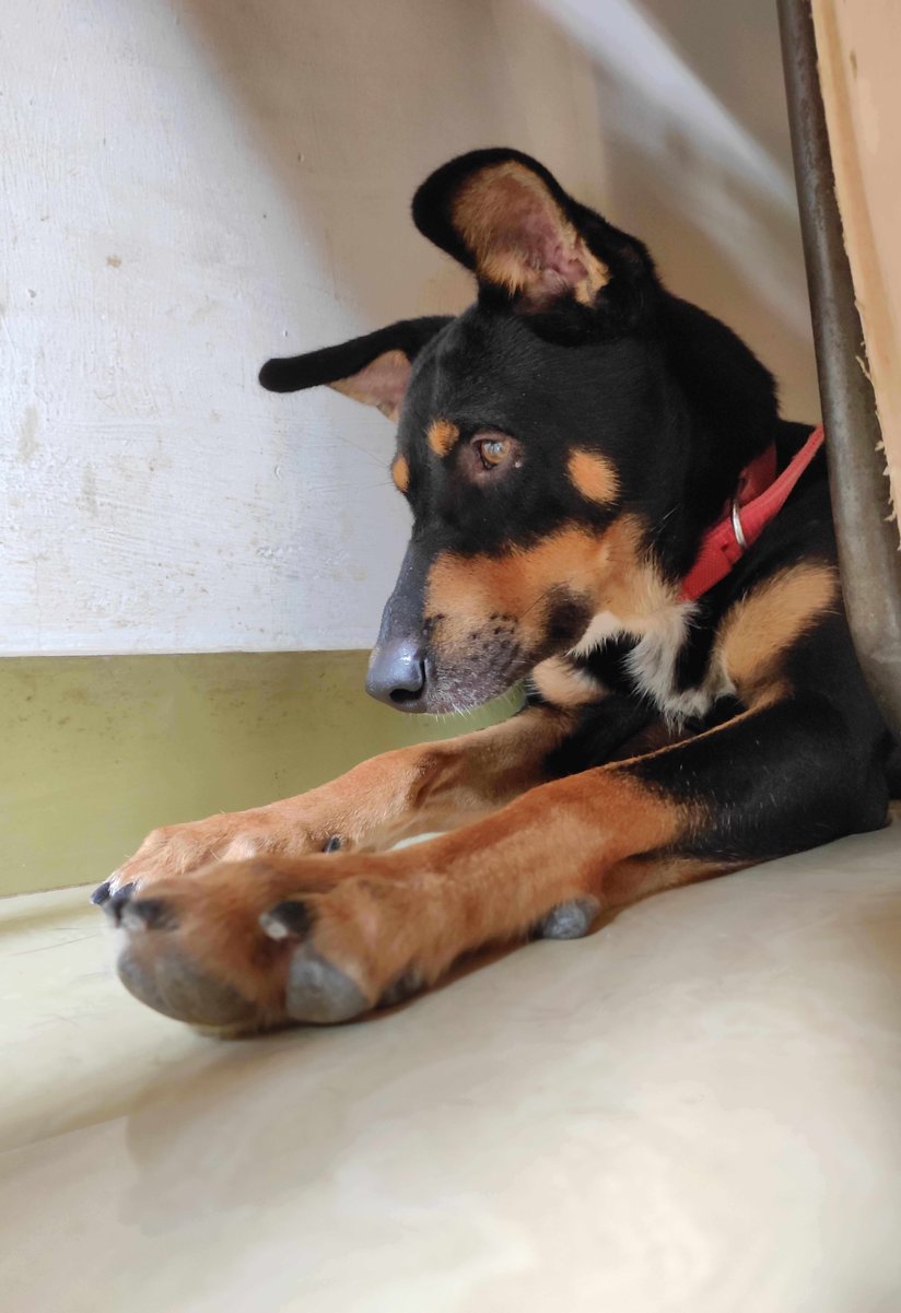 Indian Breed For Adoption In Mysore