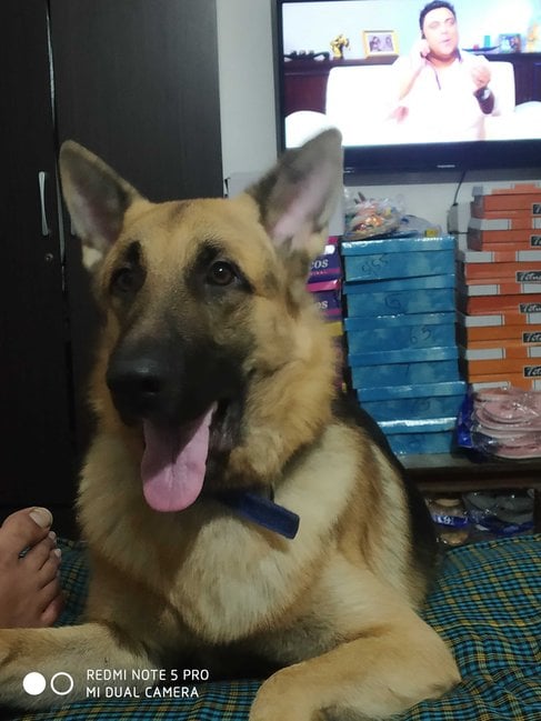 German Shepherd Dogs For Mating In Jaipur